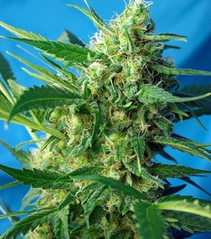 Ice Cool Auto