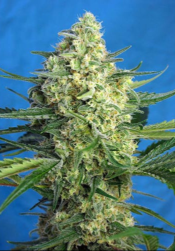 Jack 47 XL Auto