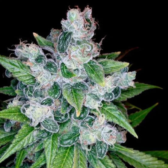 Kandy Kush x Skunk