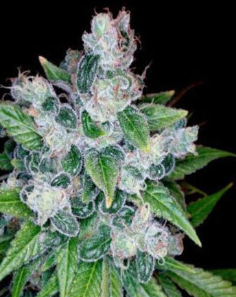 Kandy Kush