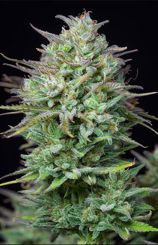 Kosher Cake Auto