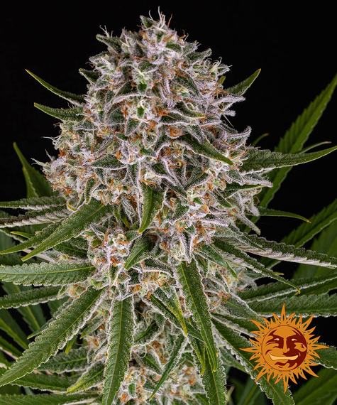 Lemon Haze auto