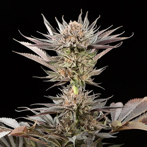 Lemon Tree 2.0