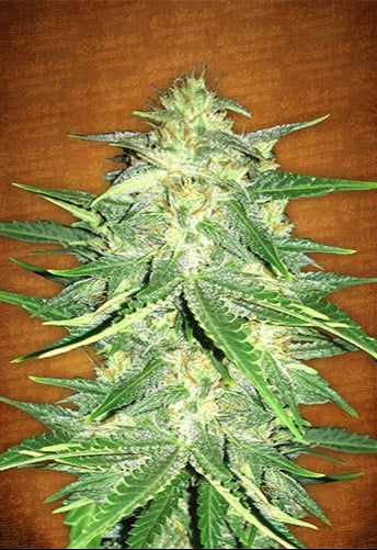Lemon AK Auto