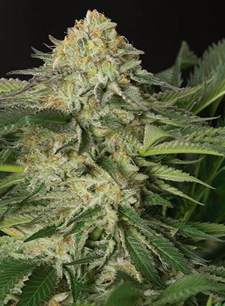 Lemon Garlic OG