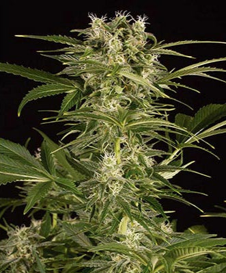 Lemon Juice Express Auto