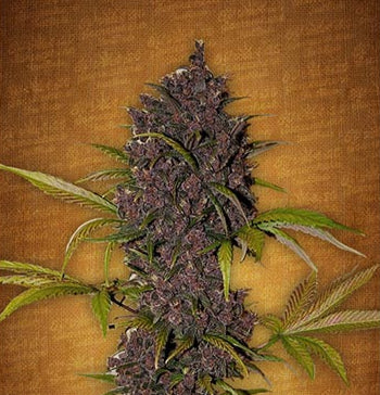 LSD-25 Auto