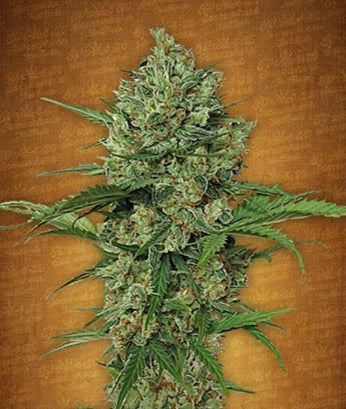 Northern Express Auto