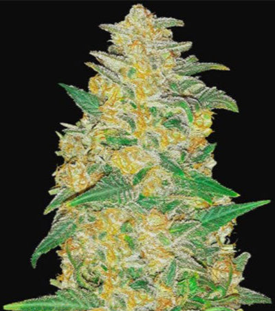 Original AK Auto
