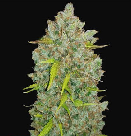 Original BubbleGum Auto