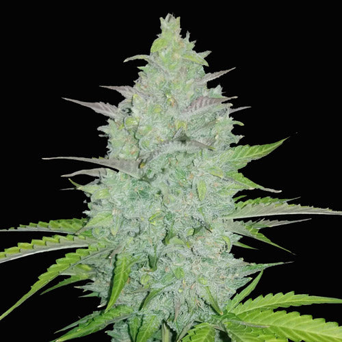 Original Cheese Auto