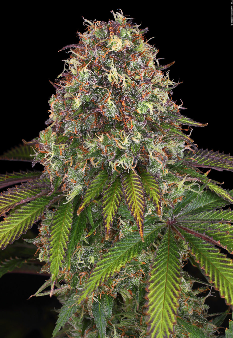 Purple Moby Dick