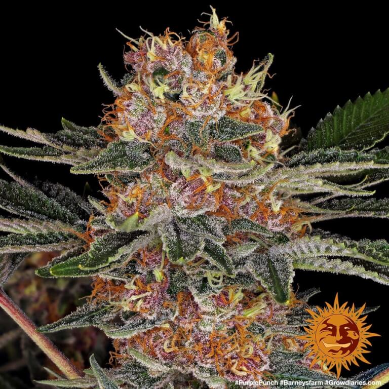Purple Punch