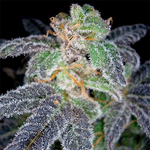 Purple OG #18