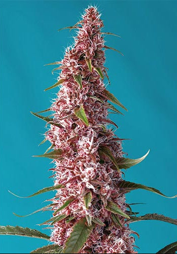 Red Pure CBD Auto