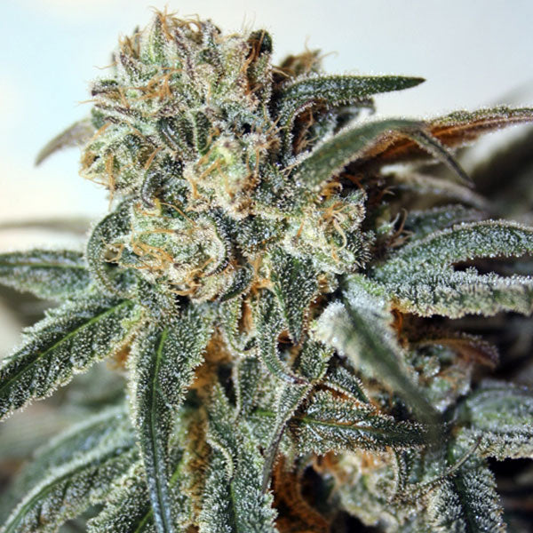 Zombie Kush