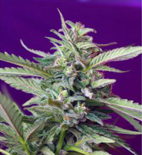 S.A.D. Auto