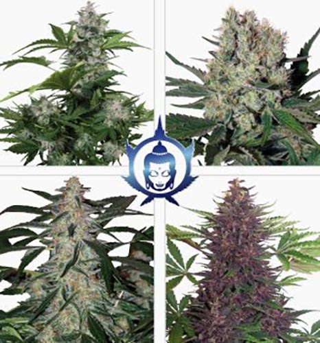 Assorted Auto