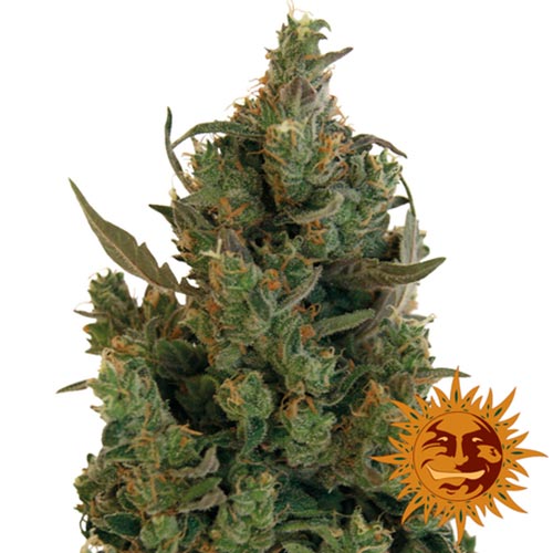 Blueberry Cheese