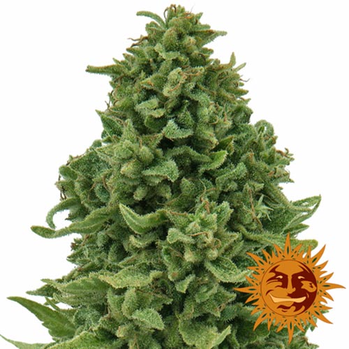 Sweet Tooth Auto