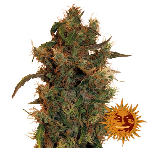 8 Ball Kush 1 Seme Femm