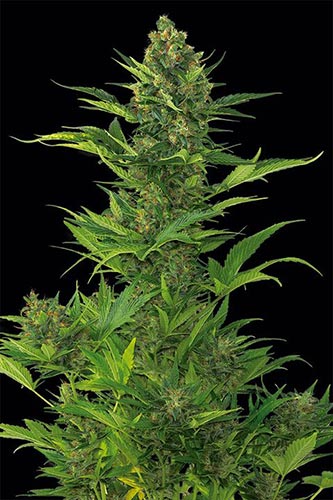 Amnesia XXL Auto