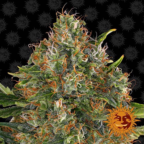 G13 Haze Regular