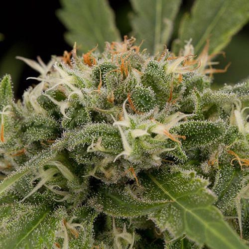 Original Strawberry Cough