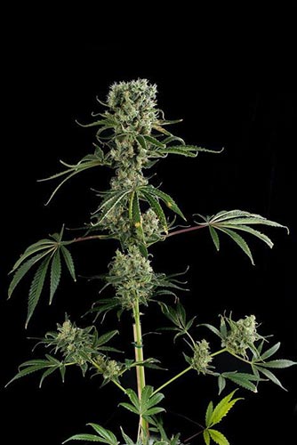 Moby Dick #2