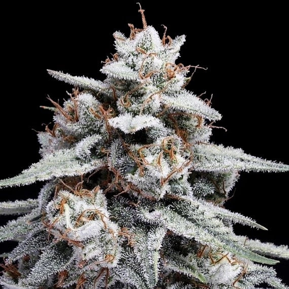 Skywalker Kush