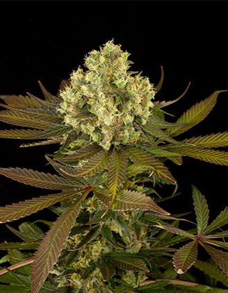 Sour Blueberry