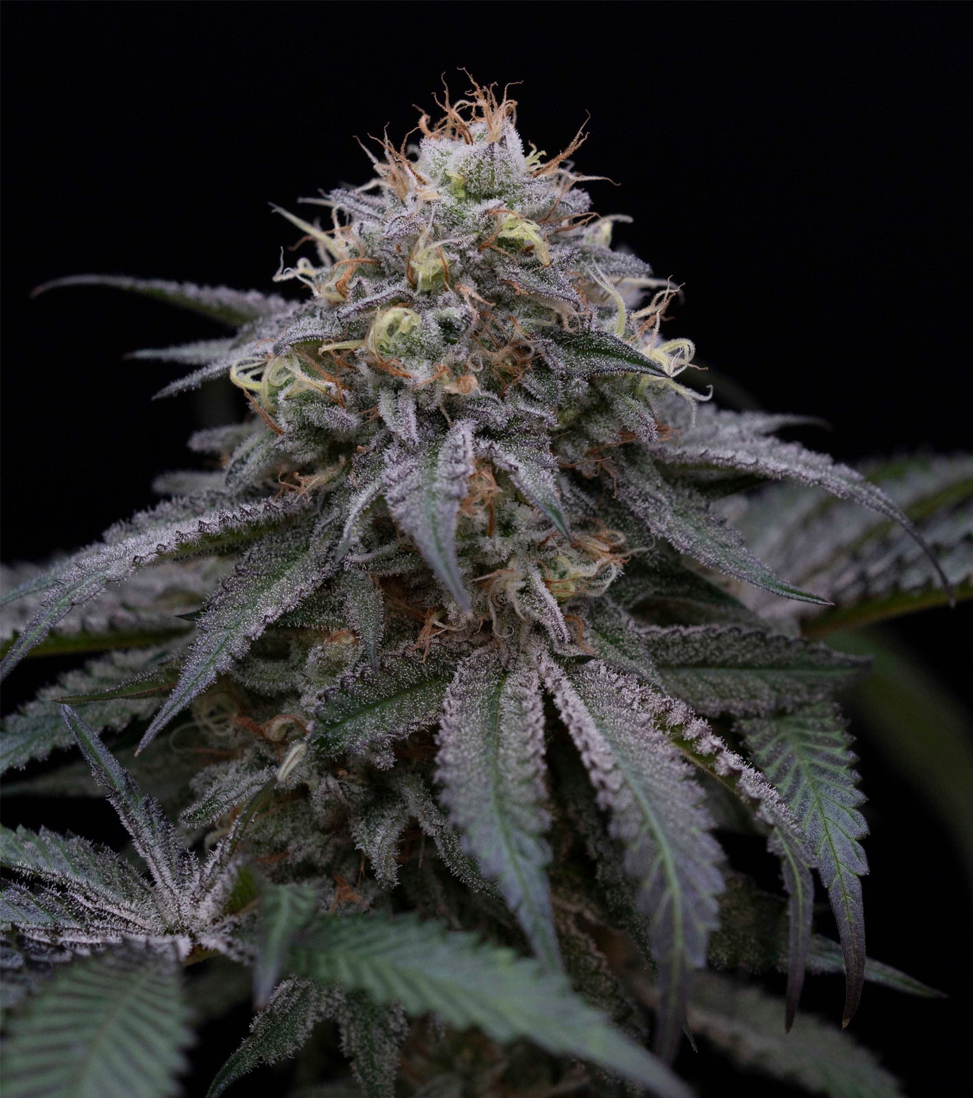 Desert Diesel