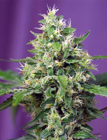 Sweet Amnesia Haze XL Auto
