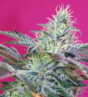Sweet Cheese Auto