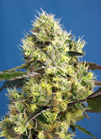 Sweet Gelato Auto