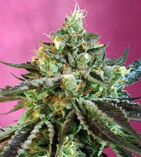 Sweet Nurse Auto CBD