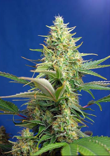 Sweet Pure Auto CBD