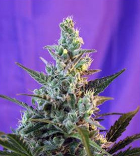 Sweet Skunk Auto
