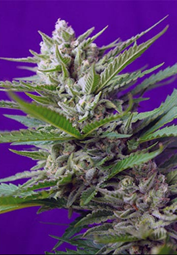 Sweet Special Auto