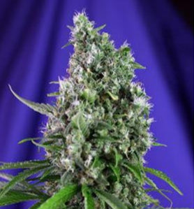 Sweet Trainwreck Auto