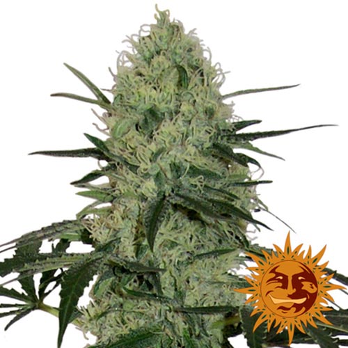 Tangerine Dream Auto