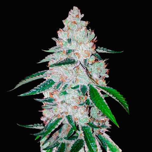 West Coast O.G. Auto