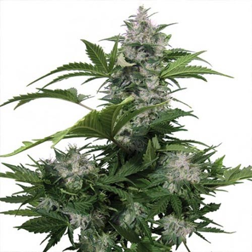 White Dwarf Auto