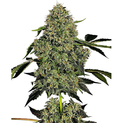 White Label O.G. Kush Auto