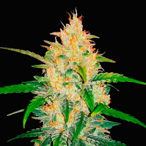 Zkittlez Auto